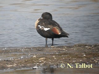 Australian Shelduck - ML201745981