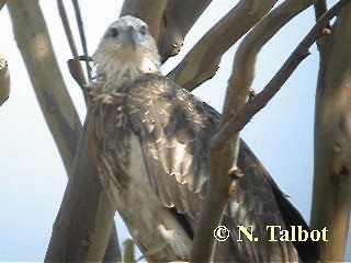 White-bellied Sea-Eagle - ML201746001