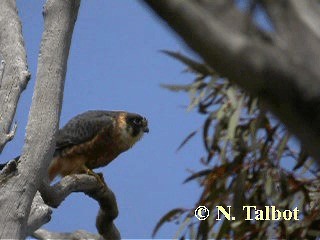 Alcotán Australiano - ML201746111