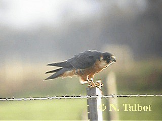 Australian Hobby - ML201746121