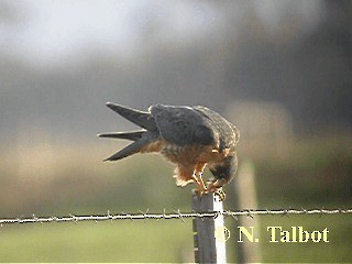 Alcotán Australiano - ML201746131