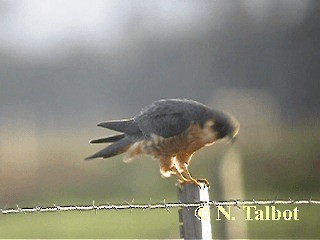 Australian Hobby - ML201746141