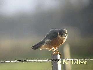 Australian Hobby - ML201746151