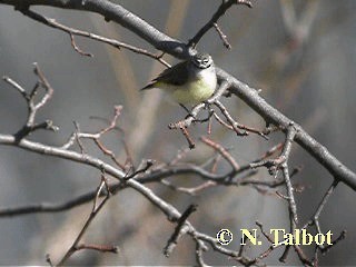 Yellow-rumped Thornbill - ML201746161