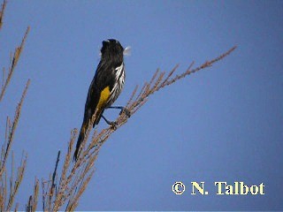 New Holland Honeyeater - ML201746171