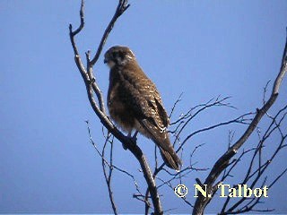 Brown Falcon - ML201746181