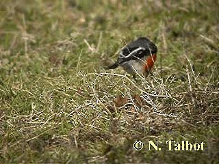 Flame Robin - ML201746221