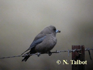 Dusky Woodswallow - ML201746231