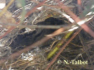 Шиподзьоб жовтогузий - ML201746261