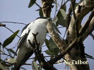 White-winged Triller - ML201746281