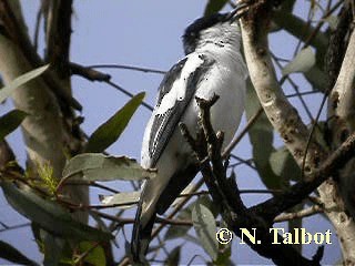 White-winged Triller - ML201746291