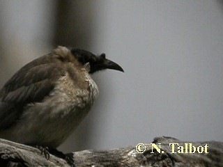 Noisy Friarbird - ML201746301