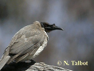 Noisy Friarbird - ML201746311