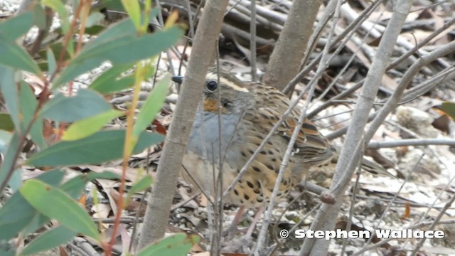 Spotted Quail-thrush - ML201746331