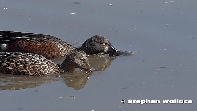 Australasian Shoveler - ML201746361