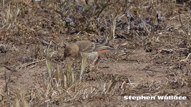 Eptianuro Tricolor - ML201746381