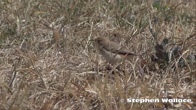 Crimson Chat - ML201746401