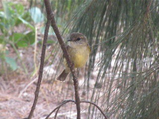 Lemon-bellied Flyrobin (Lemon-bellied) - ML201746421