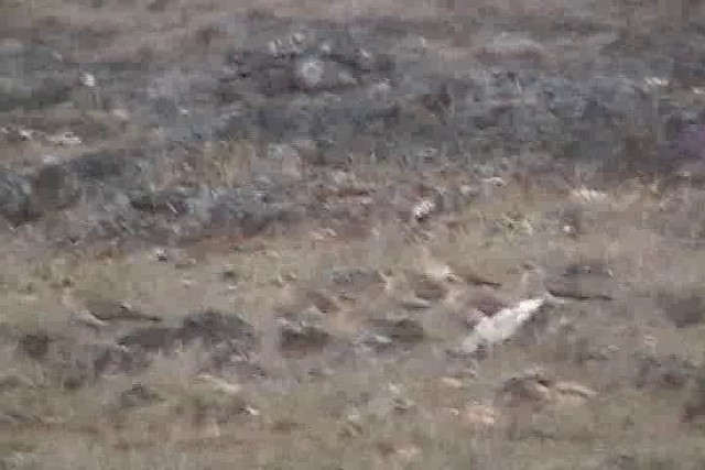 Oriental Plover - ML201746621