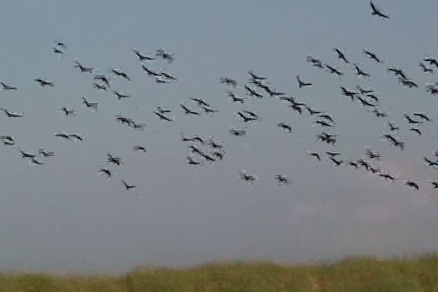 オオリュウキュウガモ - ML201746661