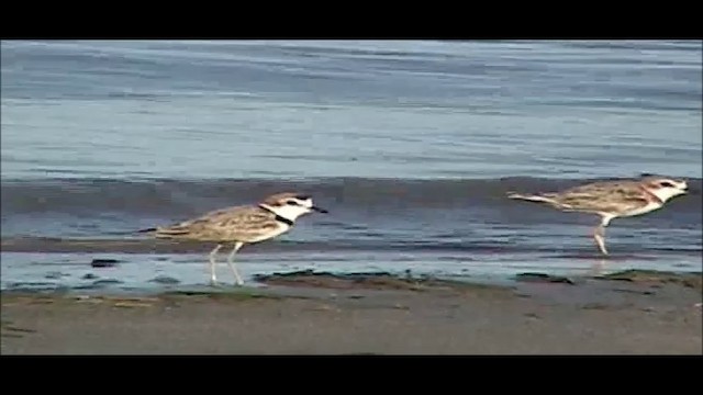 Malaysian Plover - ML201746731