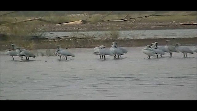 Royal Spoonbill - ML201746751