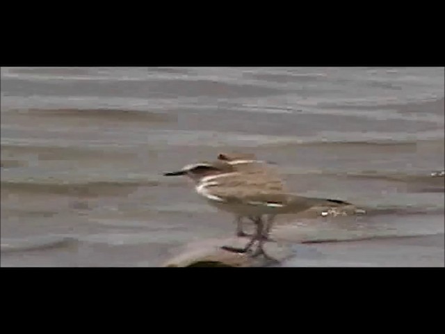 Javan Plover - ML201746821