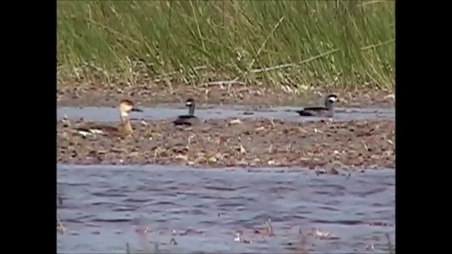 Green Pygmy-Goose - ML201746871