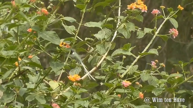 Peruvian Sheartail - ML201746891