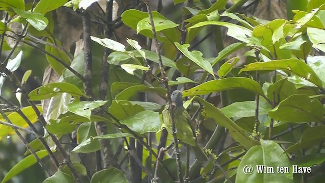 Streak-necked Flycatcher - ML201746901