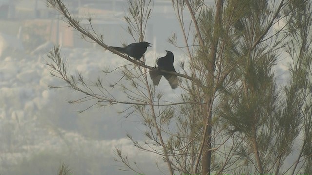 Scrub Blackbird - ML201746931