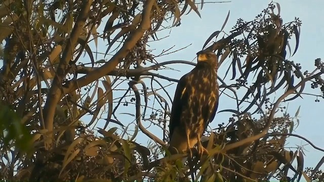 Harris's Hawk - ML201746941