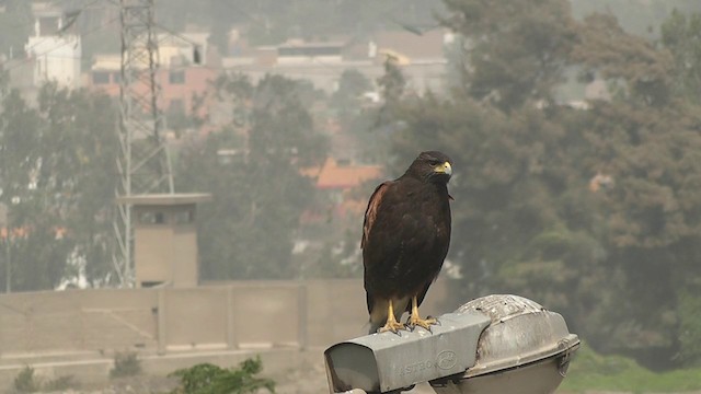 Harris's Hawk - ML201746961