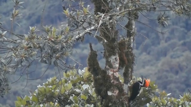 Picamaderos Poderoso - ML201746981