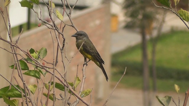 Tropical Kingbird - ML201746991