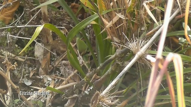 Citrine Warbler (Peruvian) - ML201747021
