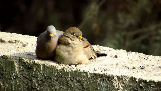 Croaking Ground Dove - ML201747051