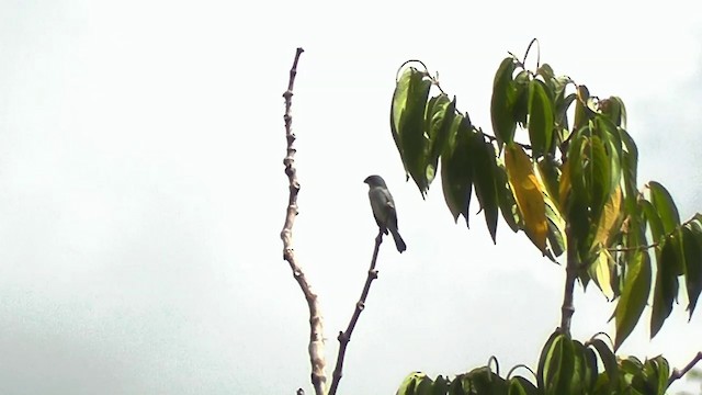 Plumbeous Seedeater - ML201747061