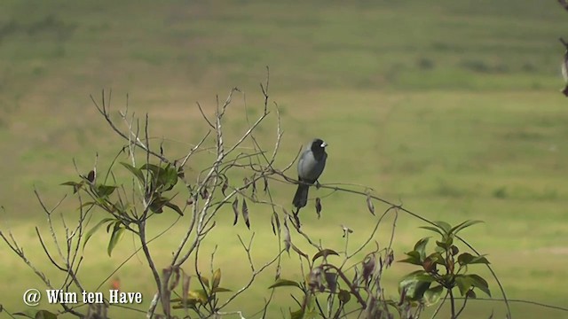 Black-faced Tanager - ML201747071