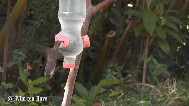 Saw-billed Hermit - ML201747131