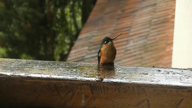 Colibrí Colirrojo - ML201747141