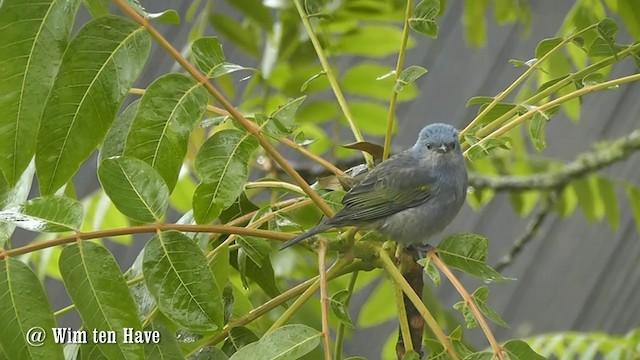 Golden-chevroned Tanager - ML201747151