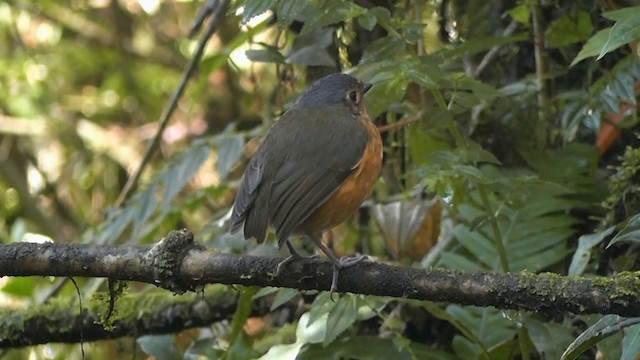 Slate-crowned Antpitta - ML201747241