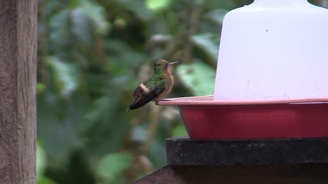 Rufous-crested Coquette - ML201747361