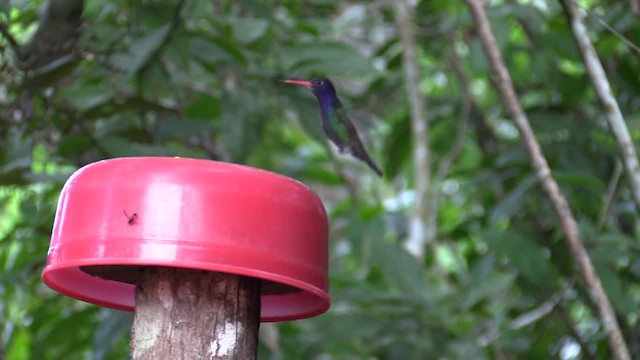 kolibřík bělobradý - ML201747371