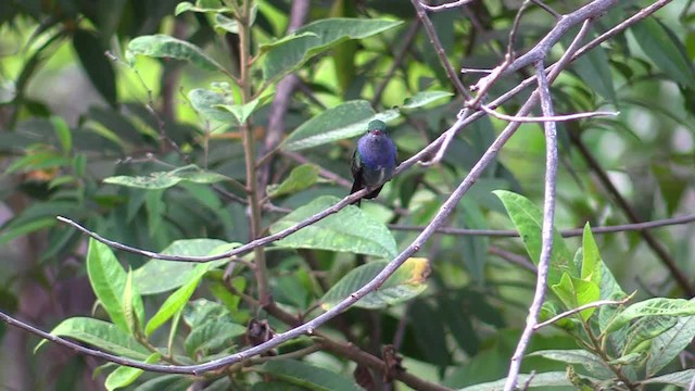 kolibřík safírový (ssp. bartletti) - ML201747381
