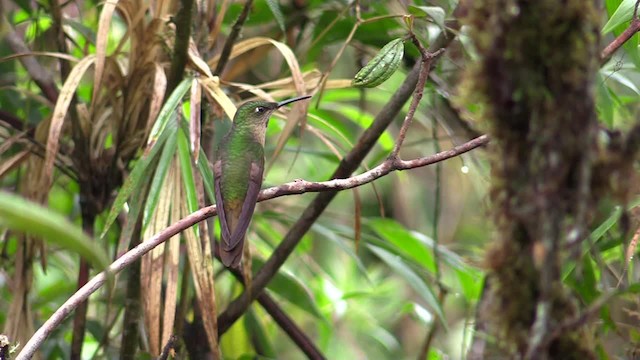 Fawn-breasted Brilliant - ML201747391