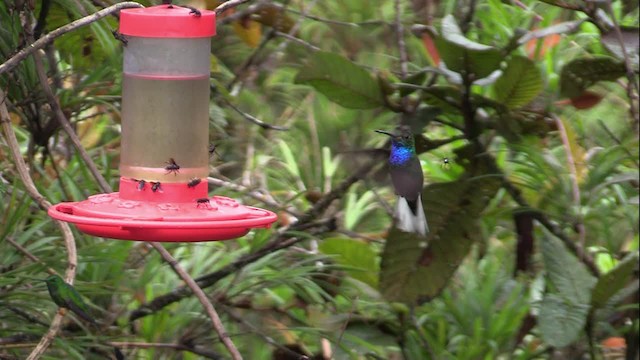 Colibri à queue blanche - ML201747401