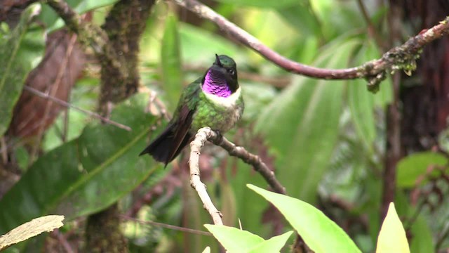 Colibrí Gorjiamatista (grupo amethysticollis) - ML201747421