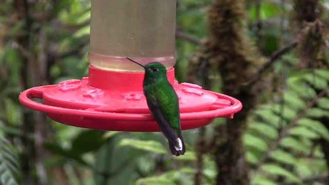 Rufous-vented Whitetip - ML201747431